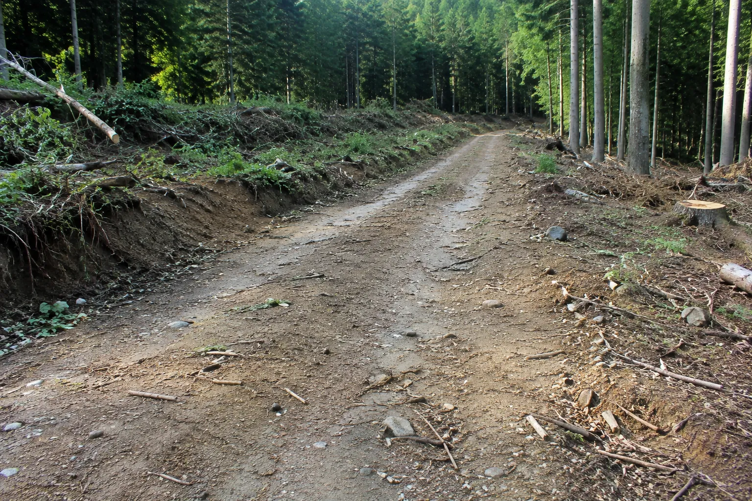 Waldwegebau und Rodungsarbeiten in der Vulkaneifel
